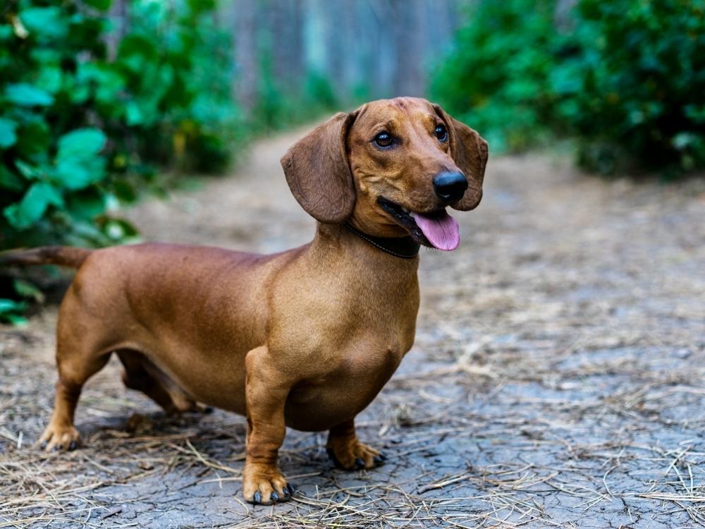 Dachshund, travel friendly dog breeds