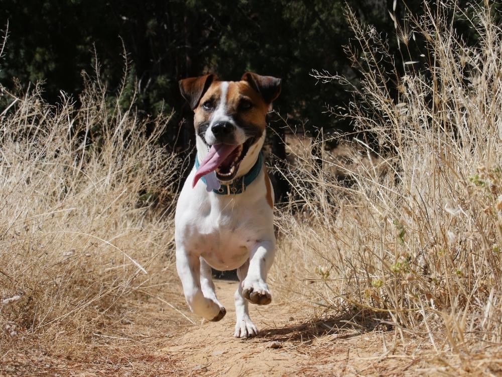 jack russell, travel friendly dog breeds, How to Soothe an Anxious Dog