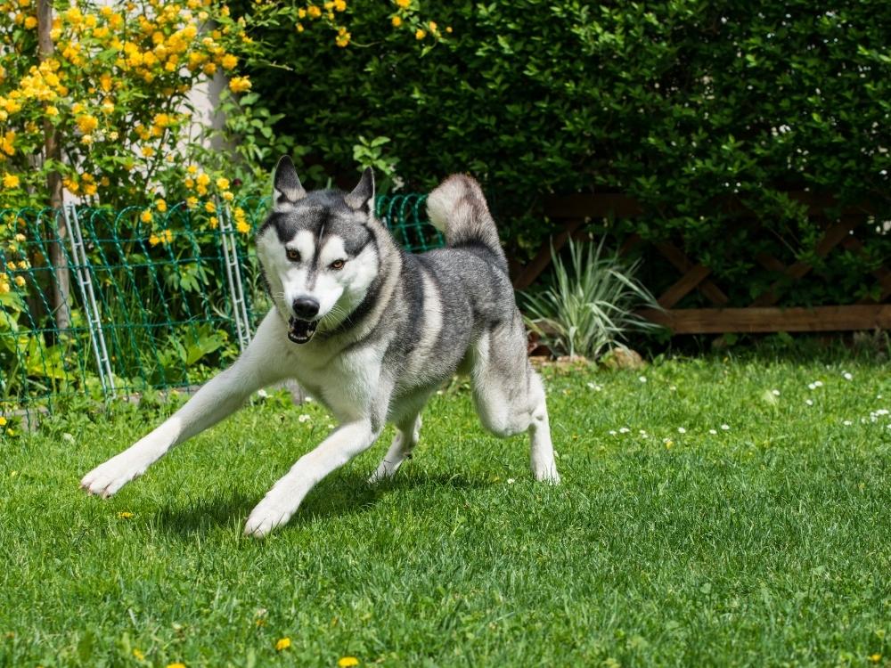 Siberian Husky, travel friendly dog breeds