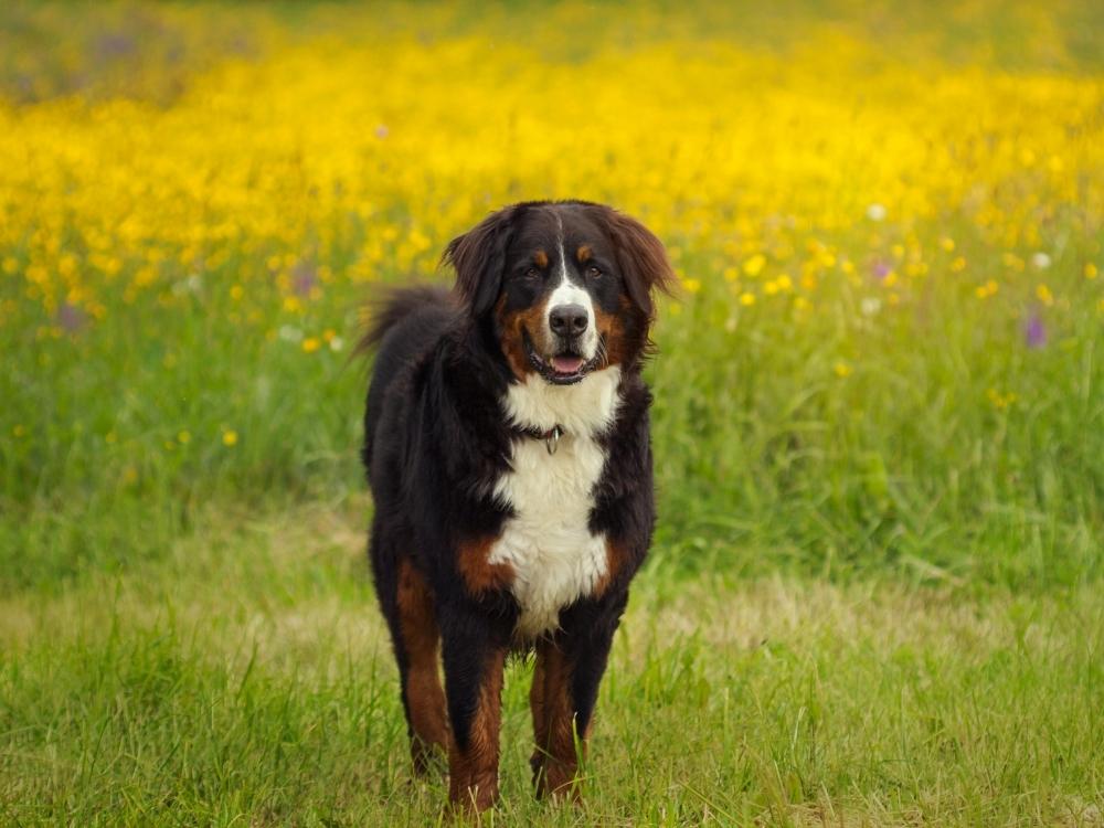 Bernese, travel friendly dog breeds