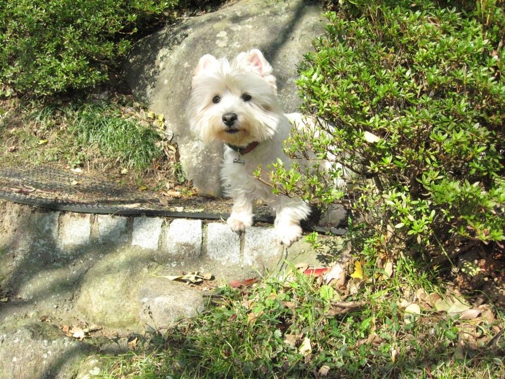 highland white terrier, travel friendly dog breeds