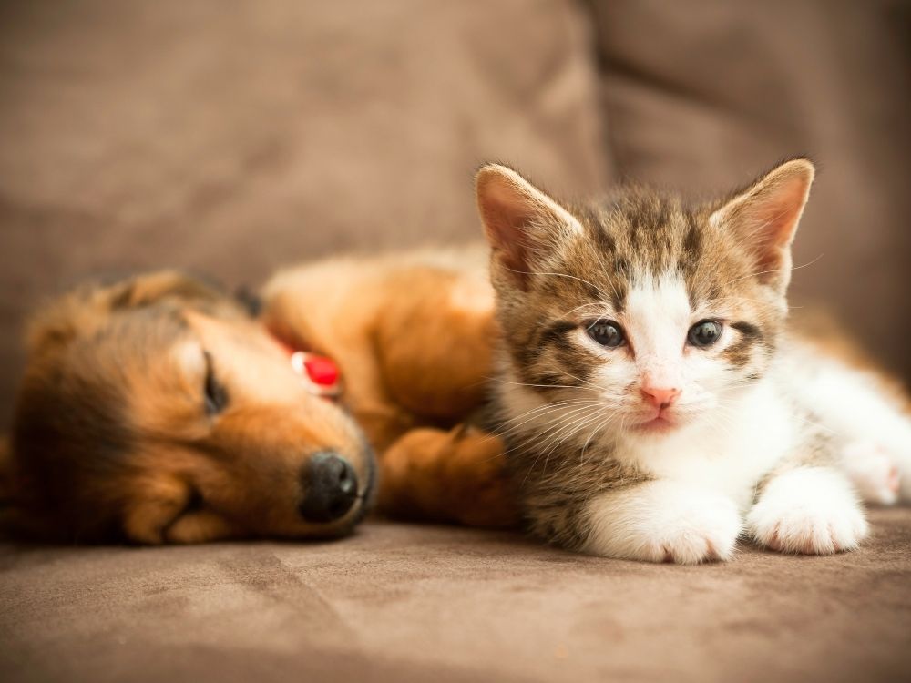 pet care