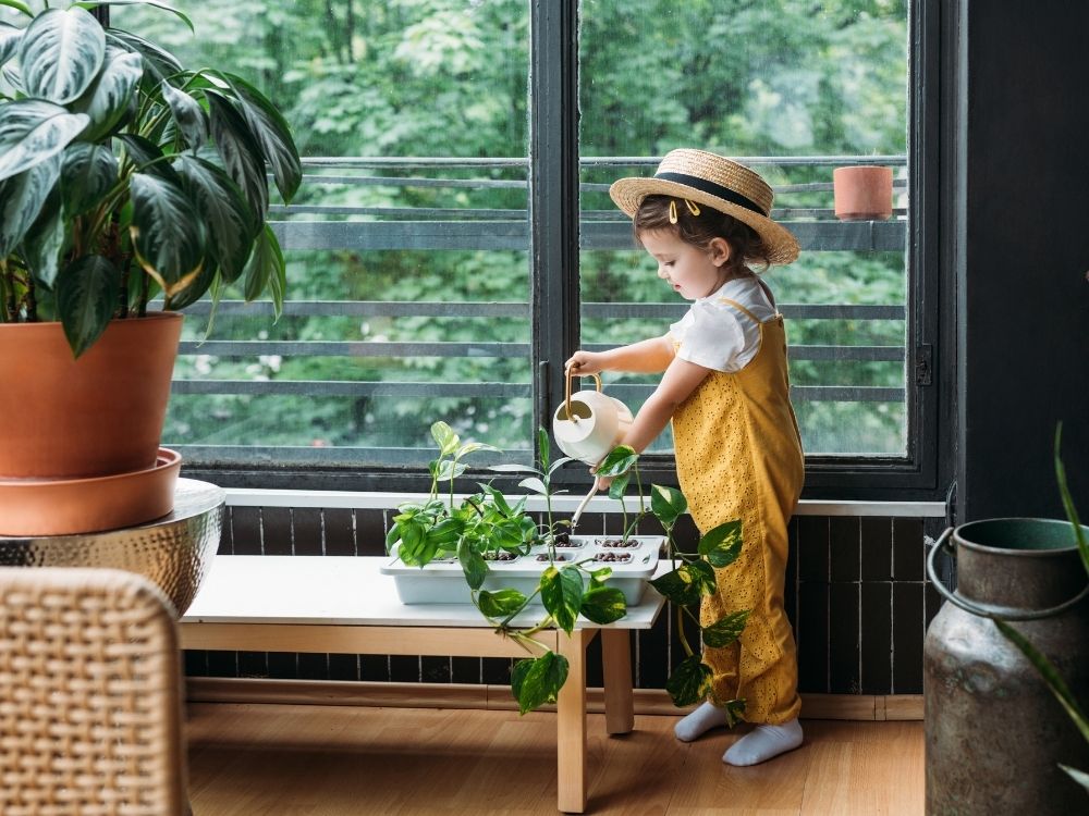 caring for succulents