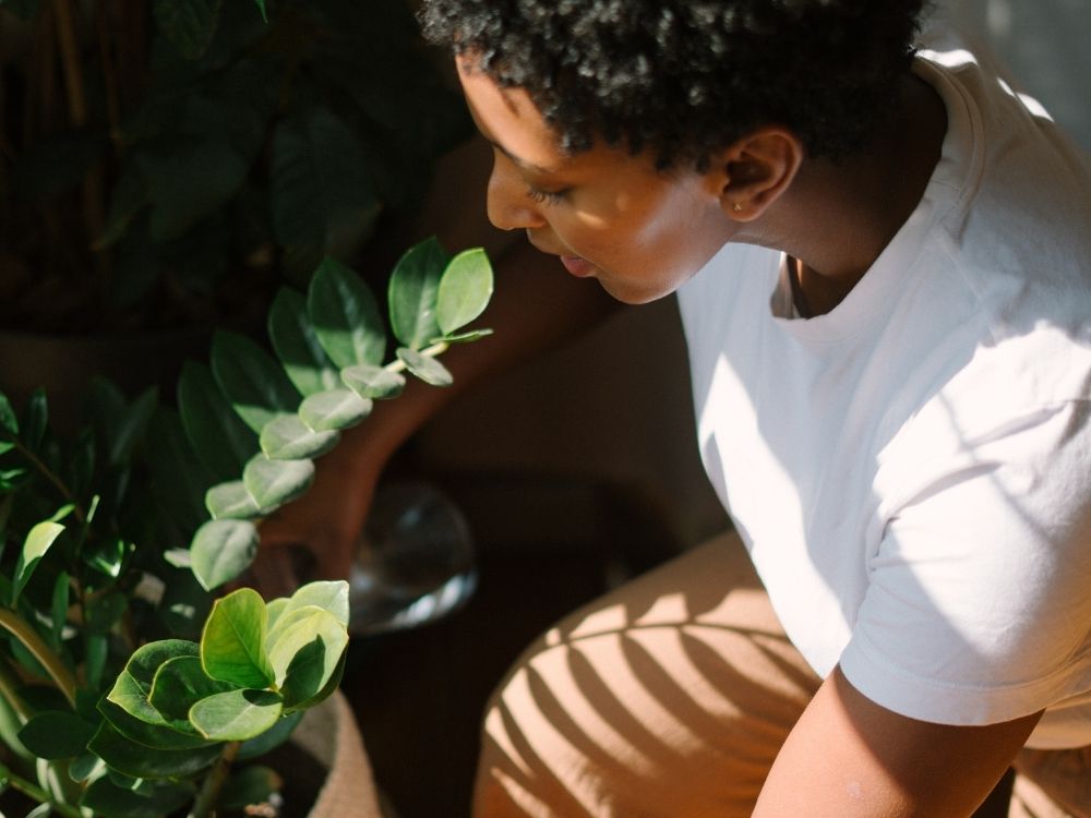 caring for succulents