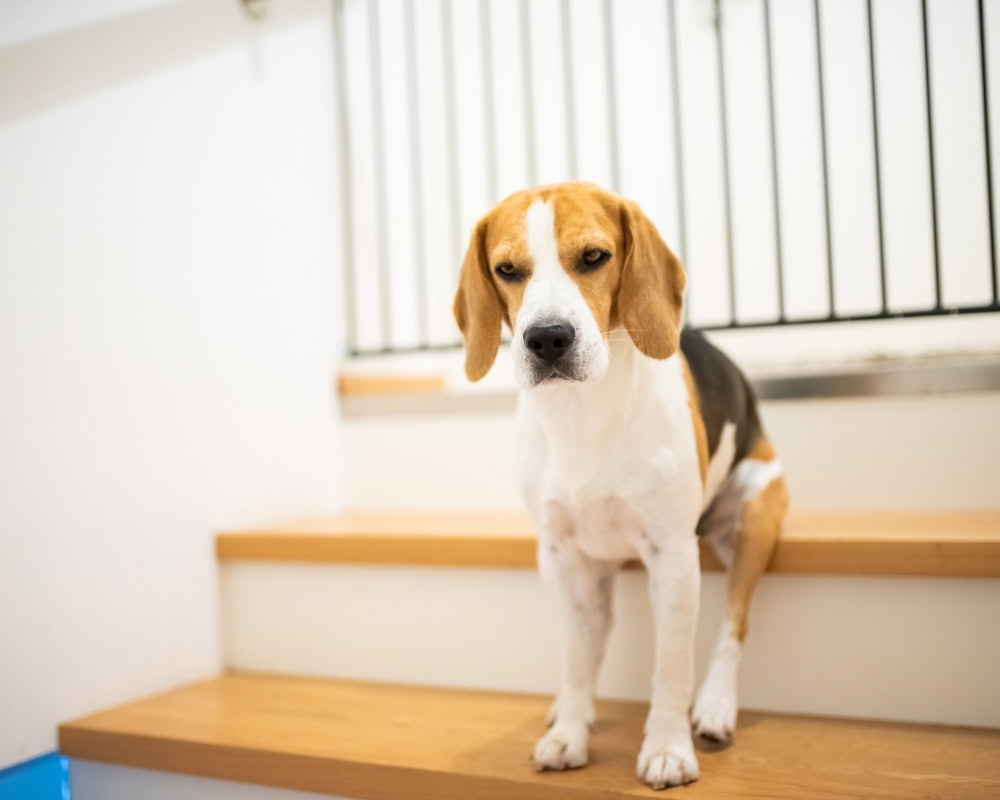 dog playpen, dog pen