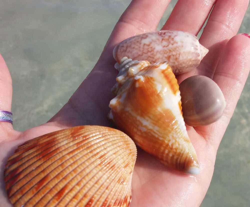 Florida sea shells, shells, tips on boating with kids