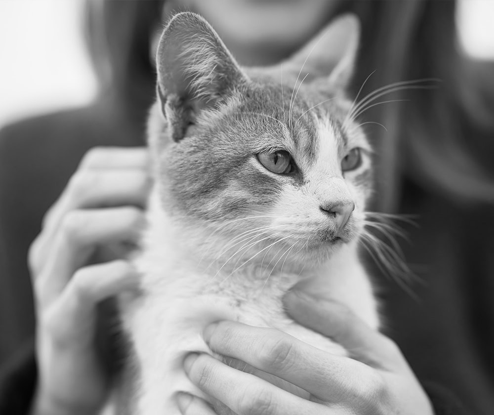 Katze wird von Mensch gehalten und gestreichelt