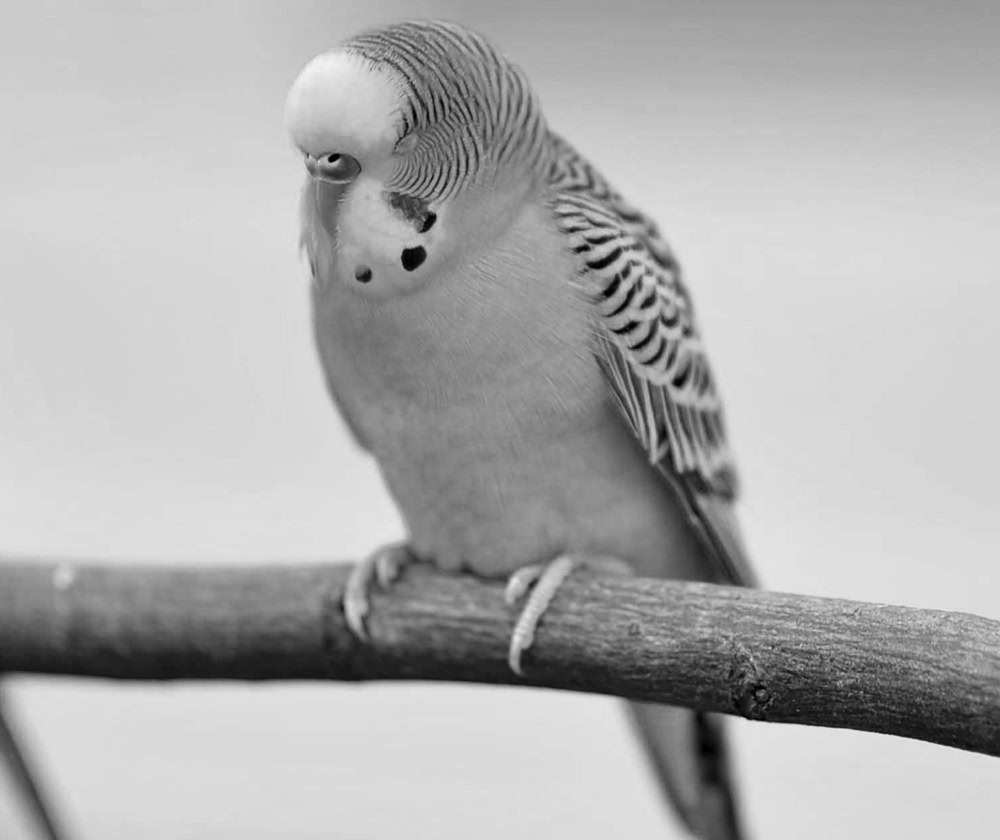 Wellensittich mit geschlossenen Augen, schwarzweiß