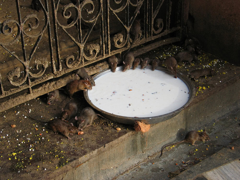 Visiting the Weirdest Places in India 3 Weirdest places in India, Karni Mata Temple