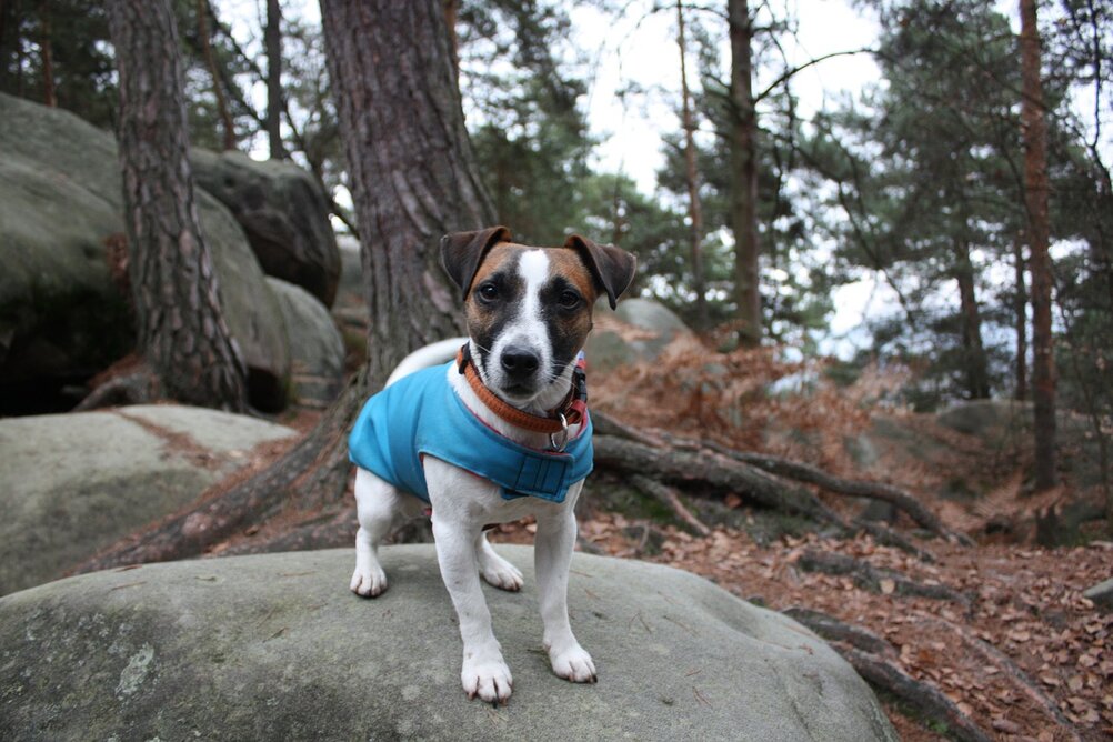 Choosing the best dog collars