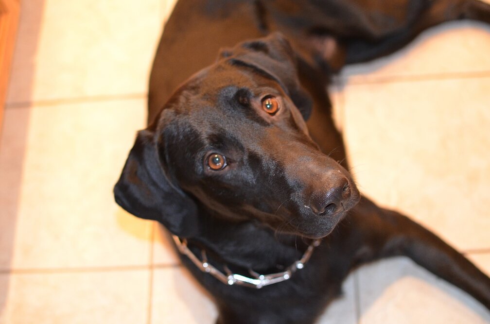 Choosing the best dog collars