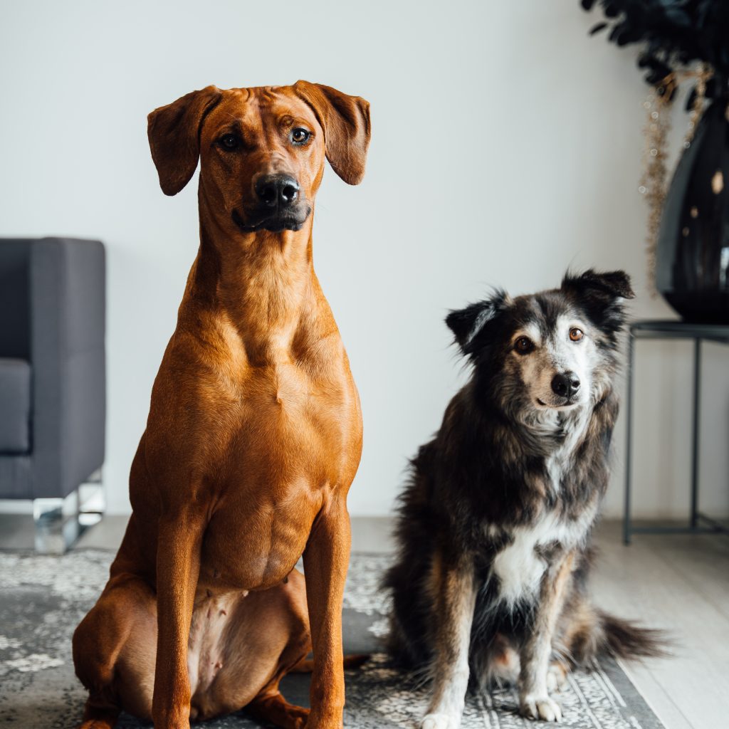 Amina und Tobi – die Hunde von Delta-T Klimatechnik. Das Bild ist ein Foto von den beiden Hunden Amina und Tobi von Delta-T Klimatechnik, die sich über Besuch freuen. Beide Hunde sitzen und schauen direkt und freundlich in die Kamera.