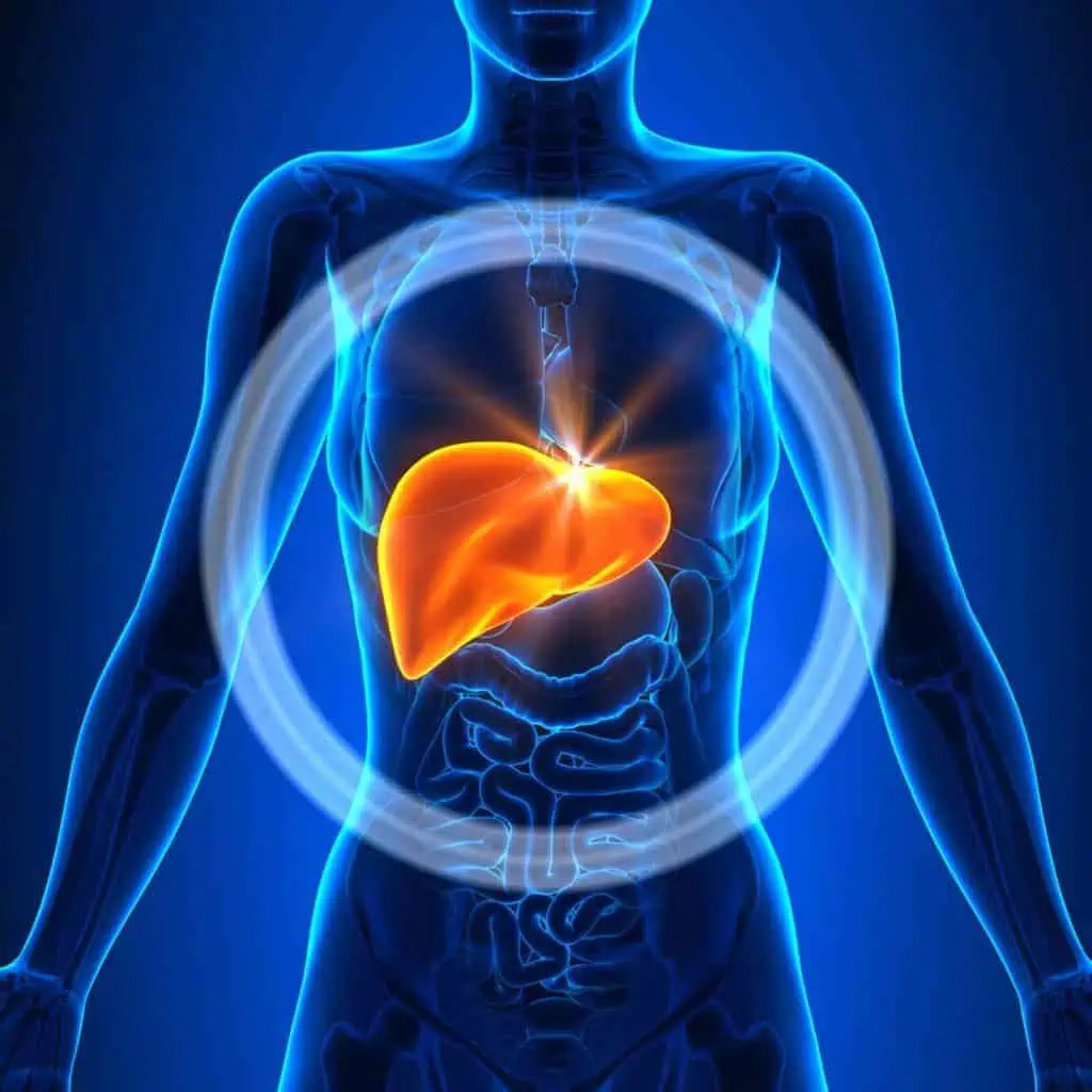 View inside the human body highlighting the liver