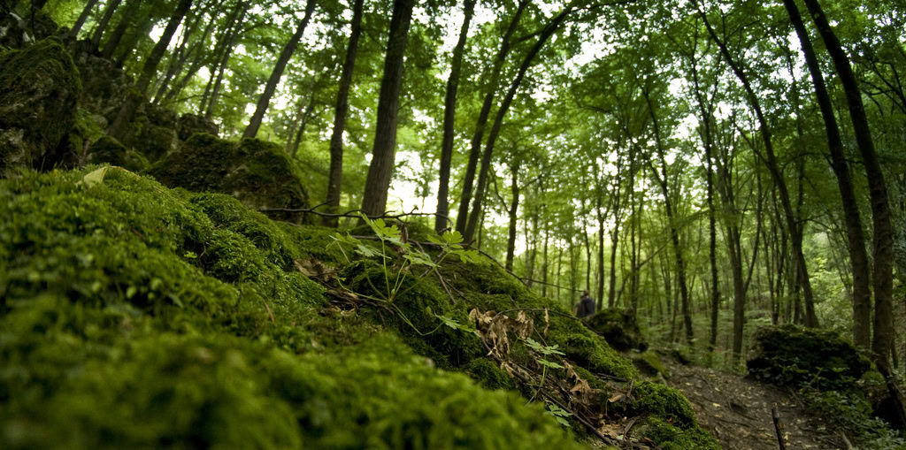romantic, krakow, Las Wolski, Wolski Forest
