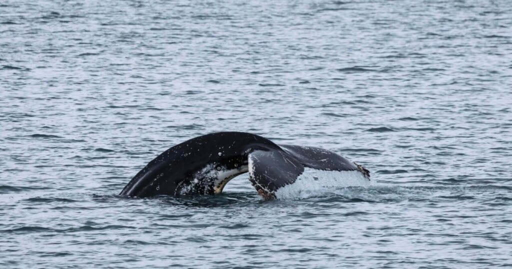 The whale we saw on our whale watching tour in Akureyri