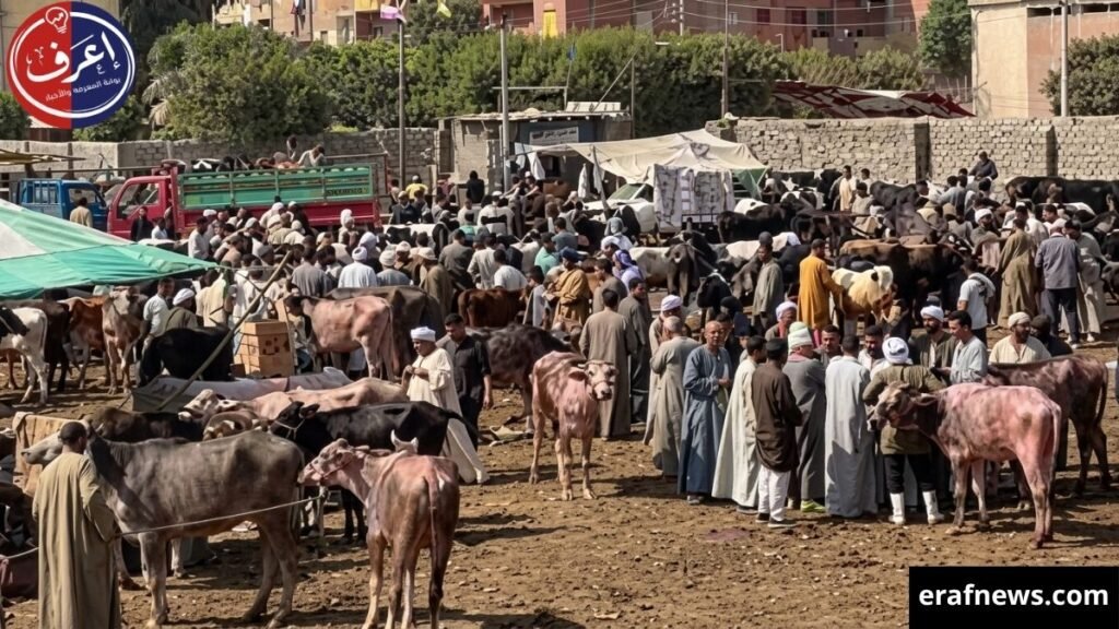 أسعار اللحوم والأضاحي اليوم