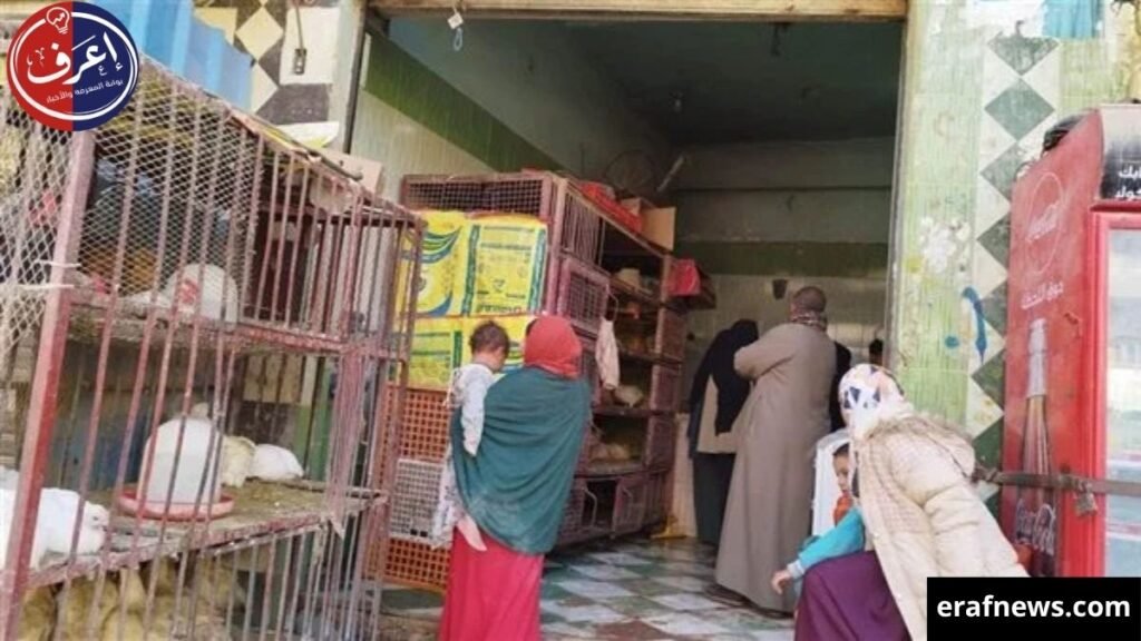 أسعار الفراخ البيضاء اليوم
