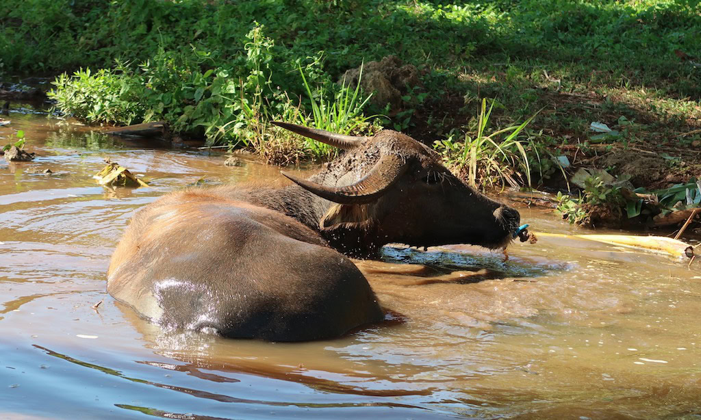 Ein Carabao im Wasser