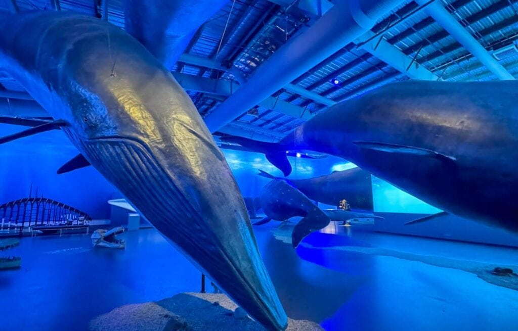 The fantastic whales of Iceland Exhibit in Reykjavik