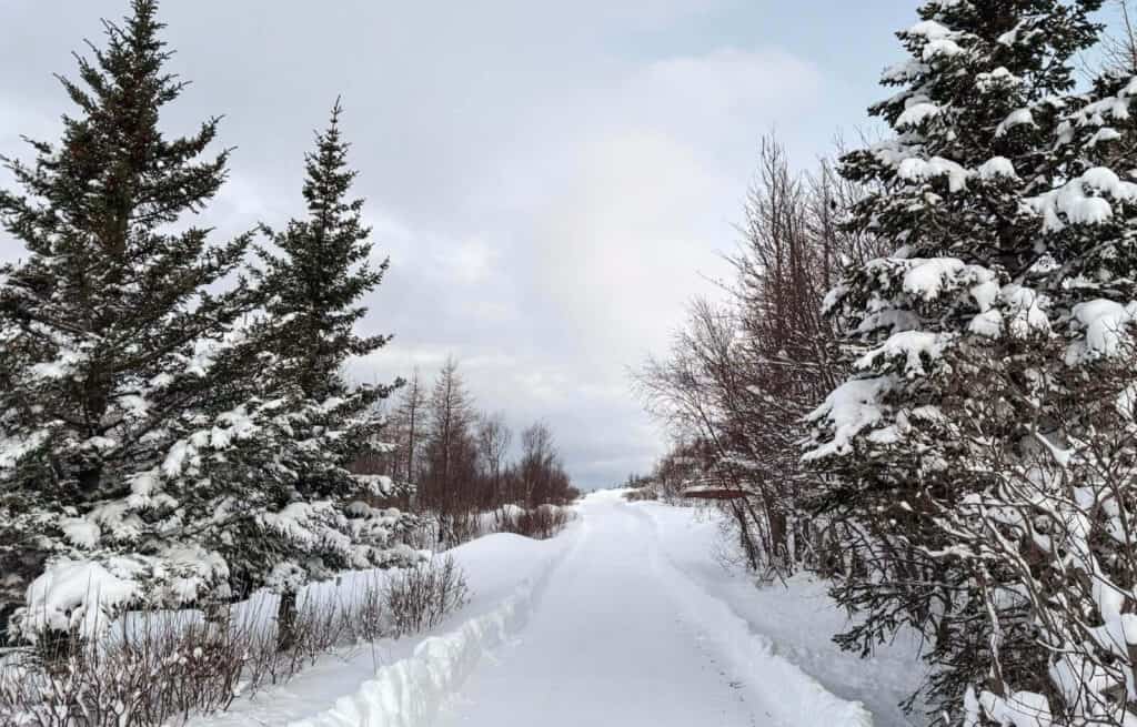 Snow-covered trail flanked by pine trees under cloudy sky in winter.