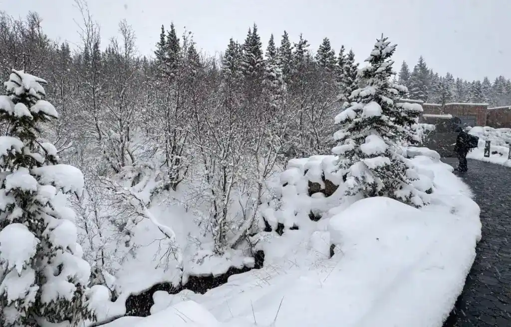 Snow-covered trees and a river in a winter landscape with a stone wall and pathway.
