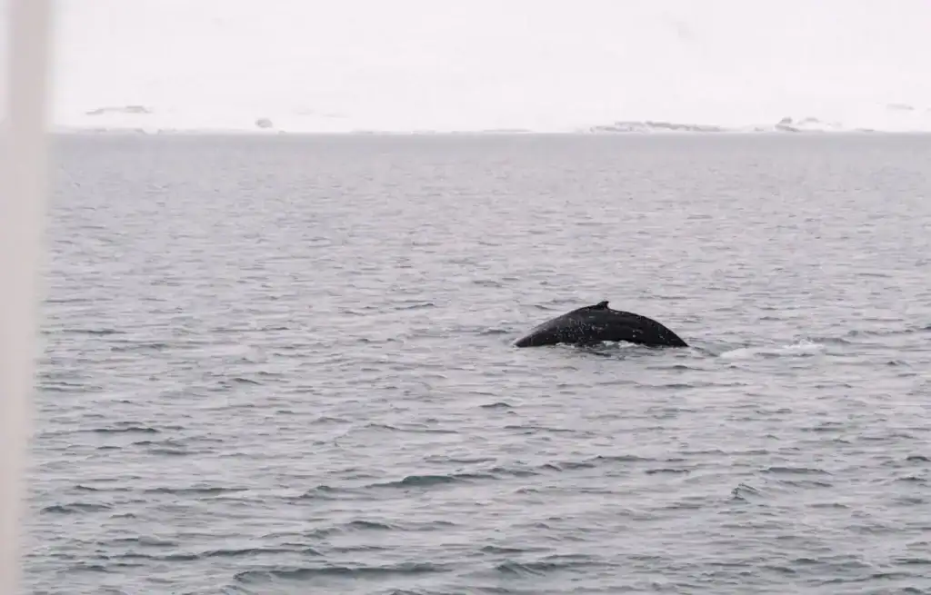 A whale's back breaking the water surface in a grey ocean under a cloudy sky.