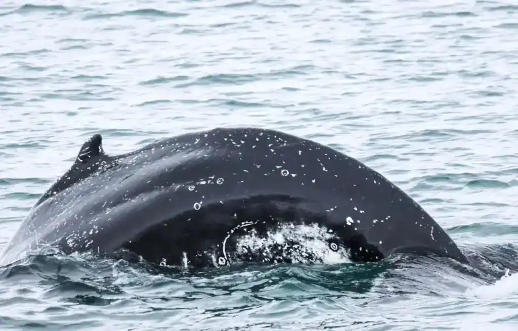 A whale surfacing in the water during a whale watching tour in Akureyri.