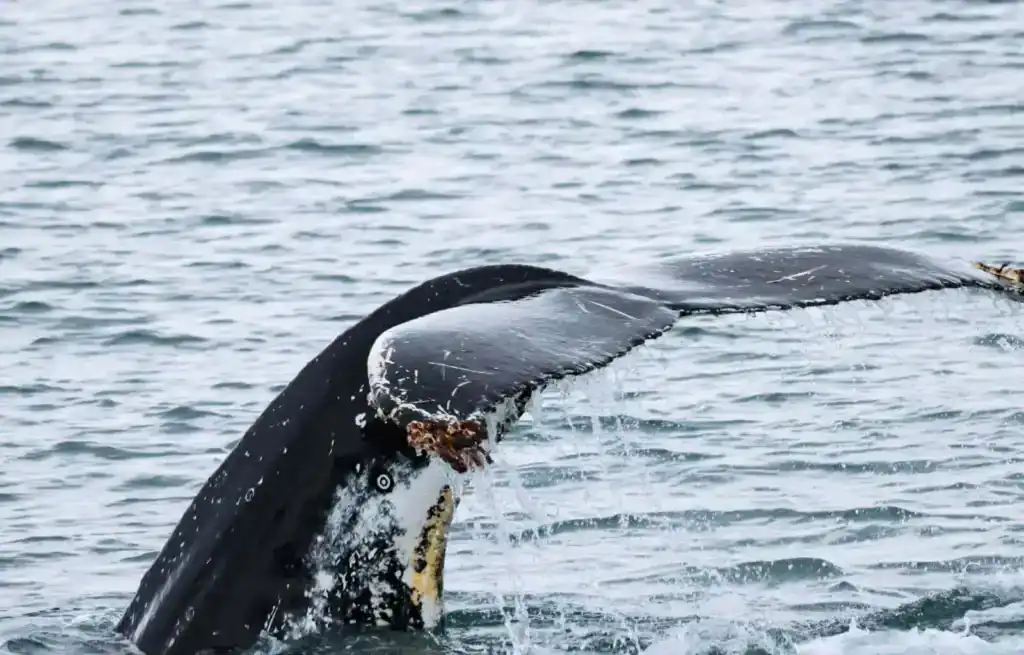 A whale breaches the water surface, showing its tail and part of its body in the ocean.