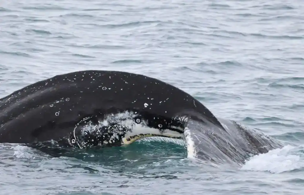 Close-up of a whale's head breaking the water surface in Akureyri.