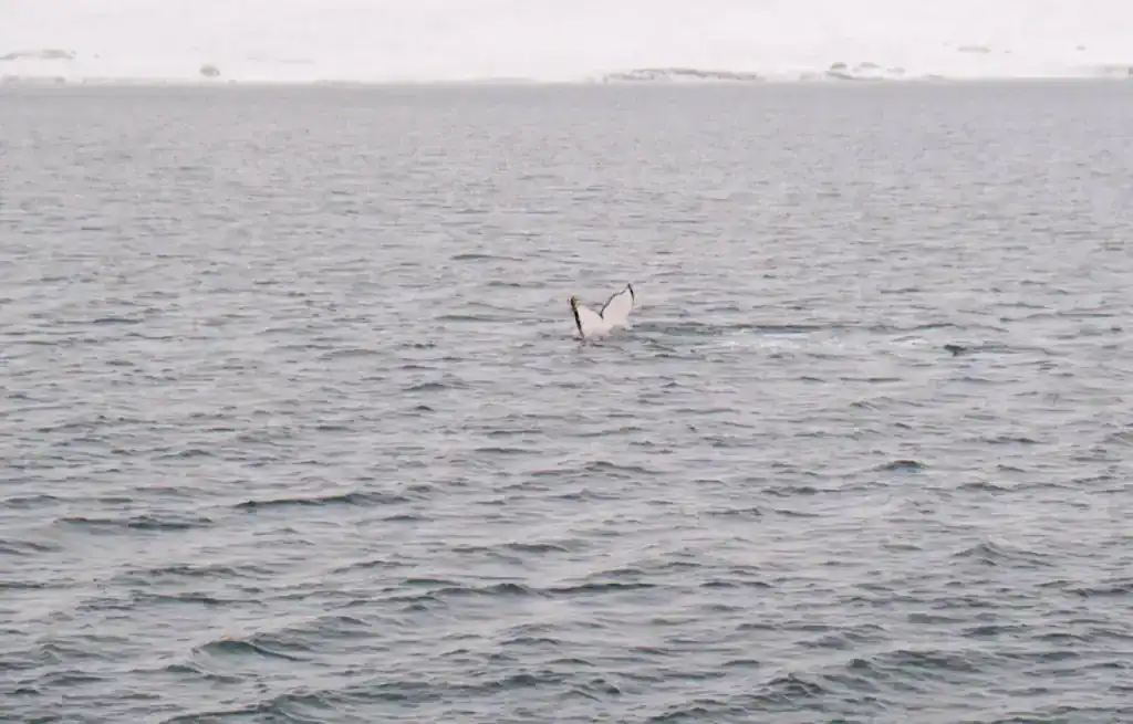 Whale tail emerging from the water during a whale watching tour in Akureyri.