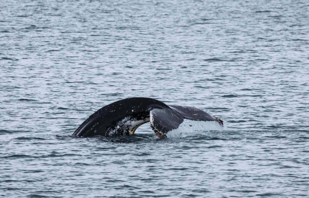 The whale we saw during out whale watching tour in Akureyi