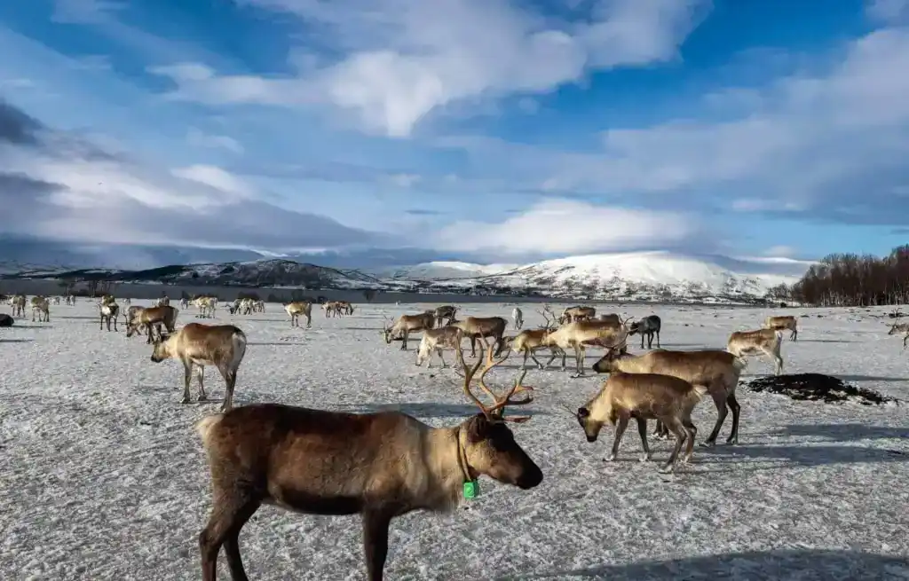The reindeer in the field when we arrived at the camp
