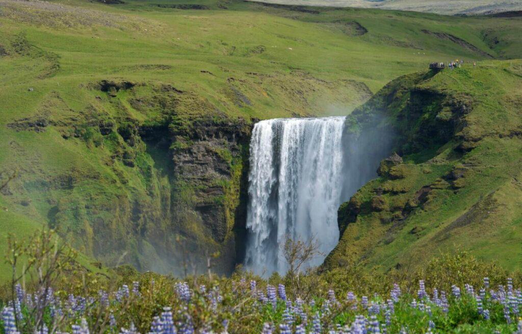 Gullfoss waterfall in Iceland cascading over a rocky cliff with green hills and purple wildflowers in the foreground.