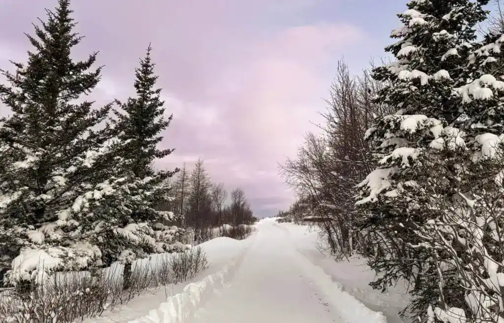 Iceland in winter - snowy trees and a sunset sky