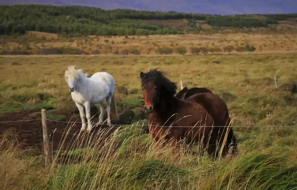 Two horses, one white and one brown, grazing in a grassy field with a fence and rolling hills in the background.