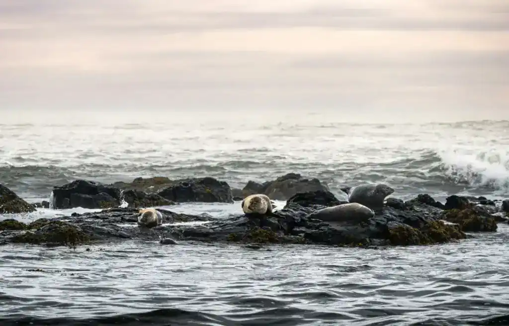 The cute seals at Ytri Tunga Beach