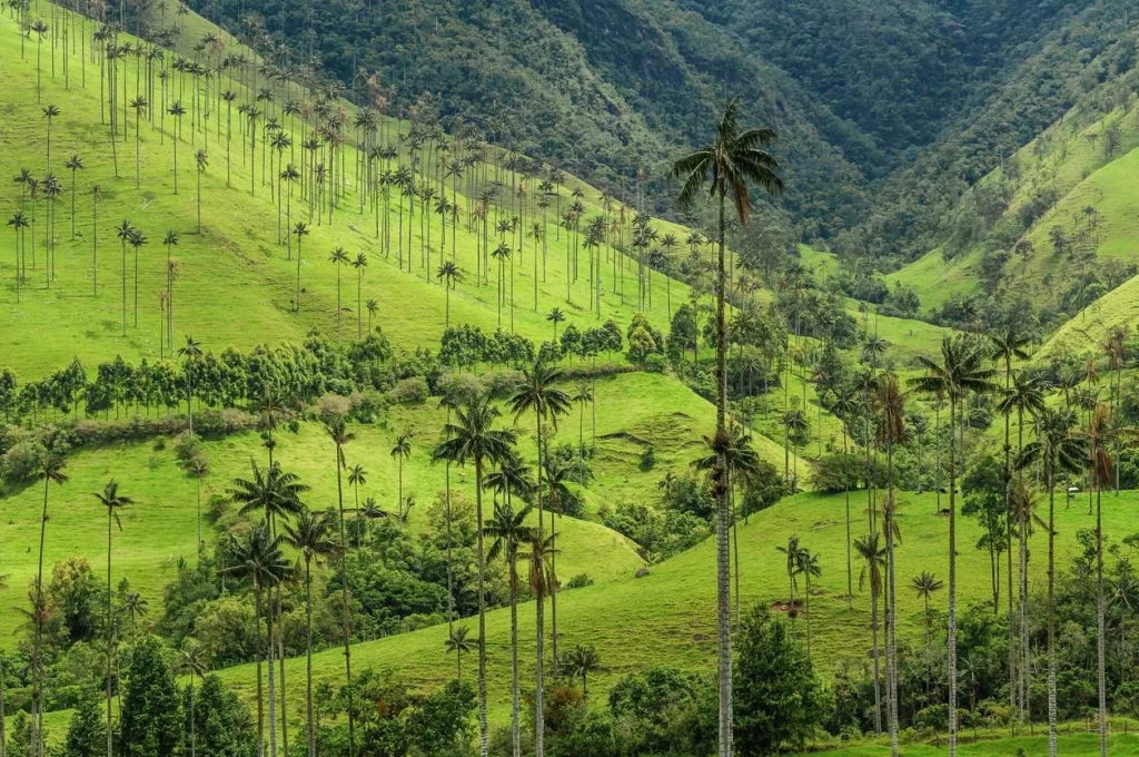 Valle de Cocora, Colombia - Best hiking trails in South America for beginners