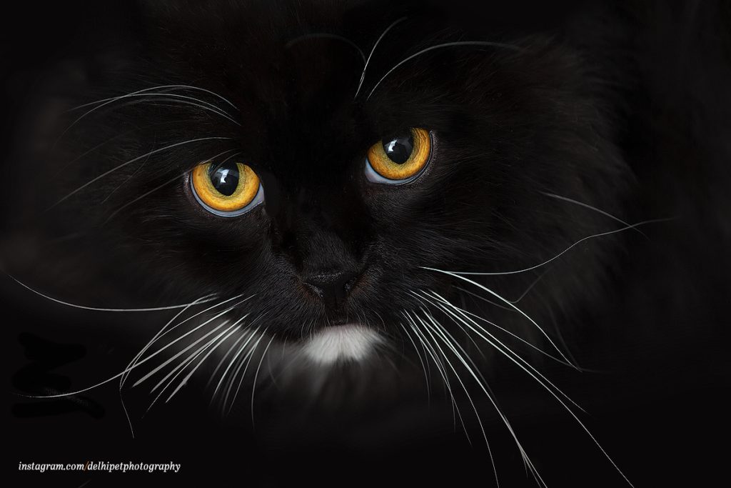A black Persian cat with yellow eyes