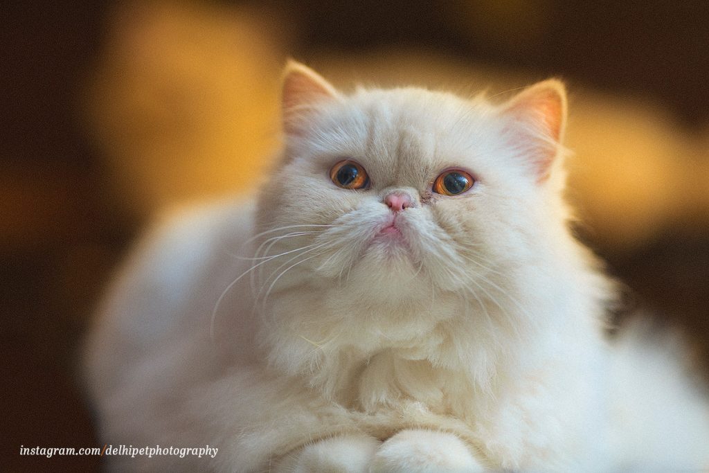 A beautiful white Persian cat sitting