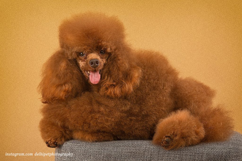 studio Toy Poodle Dog breed delhi pet photography
