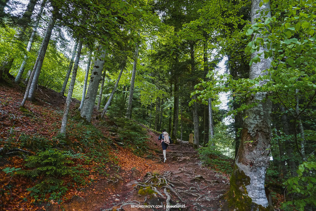 Rich results on Google's SERP when searching for ‘ขับรถเที่ยวยุโรป’, ‘ขับรถเที่ยวยุโรปด้วยตัวเอง’, ‘วางแผนขับรถเที่ยวยุโรป’, and ‘รีวิวขับรถเที่ยวยุโรป’