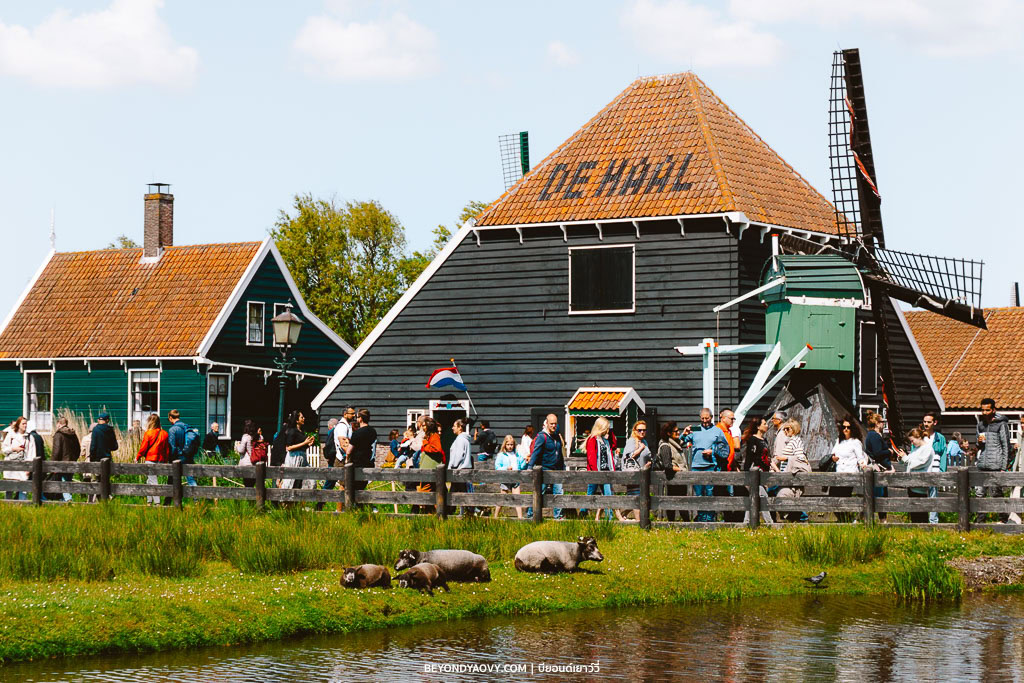 Rich results on Google's SERP when searching for ‘เที่ยวหมู่บ้านกังหันลมซานส์สคันส์’, ‘Zaanse Schans’, ‘หมู่บ้านกังหันลมซานส์สคันส์’, ‘หมู่บ้านซานส์สคันส์’, ‘ซานส์สคันส์’, ‘เที่ยวซานส์สคันส์’, ‘เดย์ทริปจากอัมสเตอร์ดัม’, ‘ที่เที่ยวเนเธอร์แลนด์’, ‘เมืองน่าเที่ยวเนเธอร์แลนด์’, ‘วางแผนเที่ยวเนเธอร์แลนด์’, ‘เที่ยวเนเธอร์แลนด์’, and ‘เที่ยวเนเธอร์แลนด์ด้วยตัวเอง’