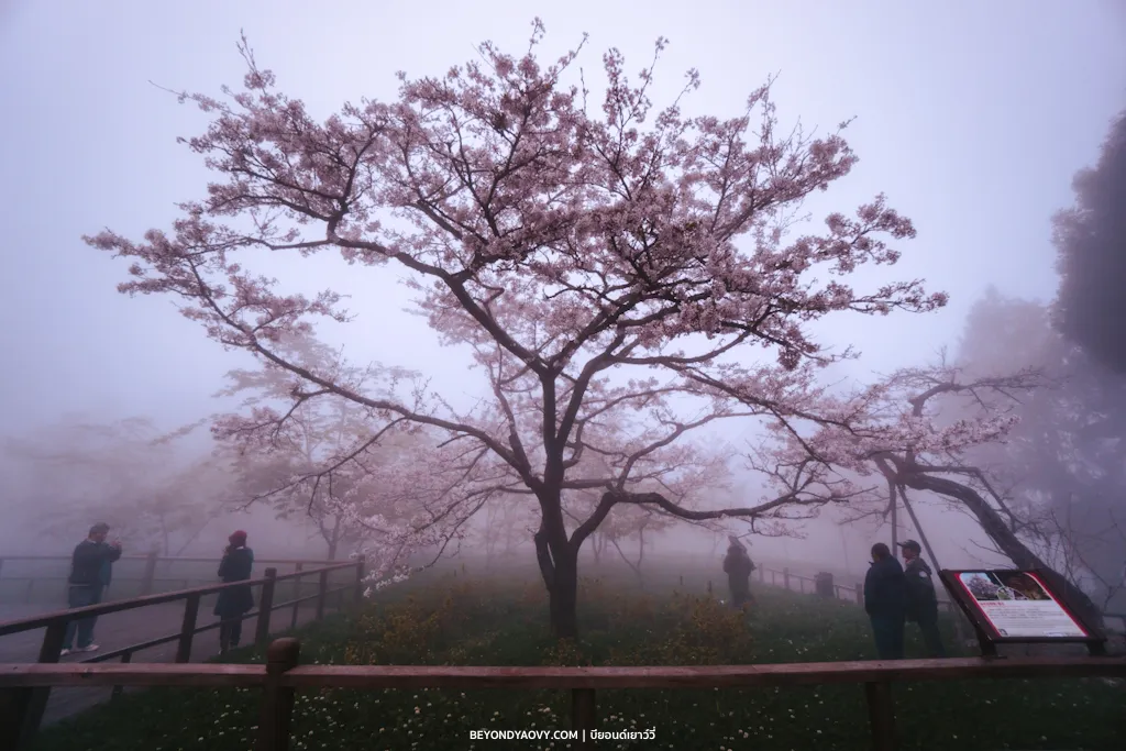 Rich results on Google's SERP when searching for 'เที่ยวไต้หวันด้วยตัวเอง', 'รถไฟสายป่าอาลีซาน', 'สถานีเจ่าผิง', 'เที่ยวอาลีซาน', 'Alishan Forest Railway Zhaoping Station', 'Zhaoping Station', 'King Cherry', and 'Alishan Forest Railway’