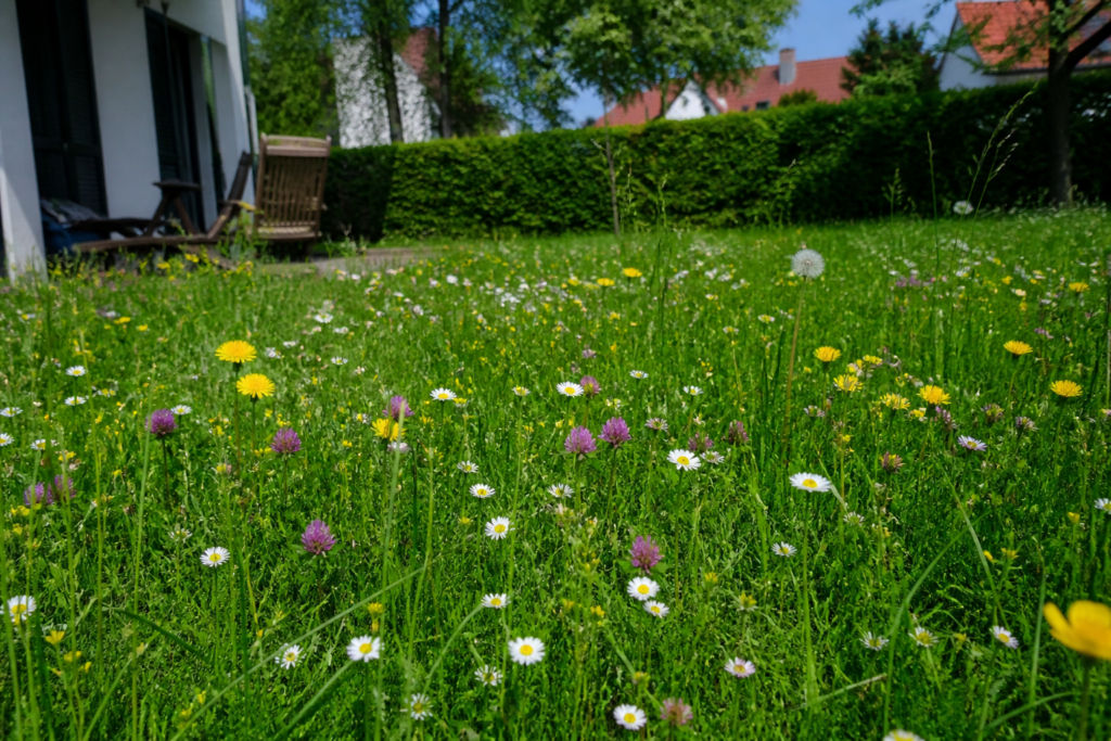 Mähfreier Mai im Garten mit ungemähtem Rasen, Wildblumen, Klee, Gänseblümchen und Löwenzahn als Lebensraum für Insekten