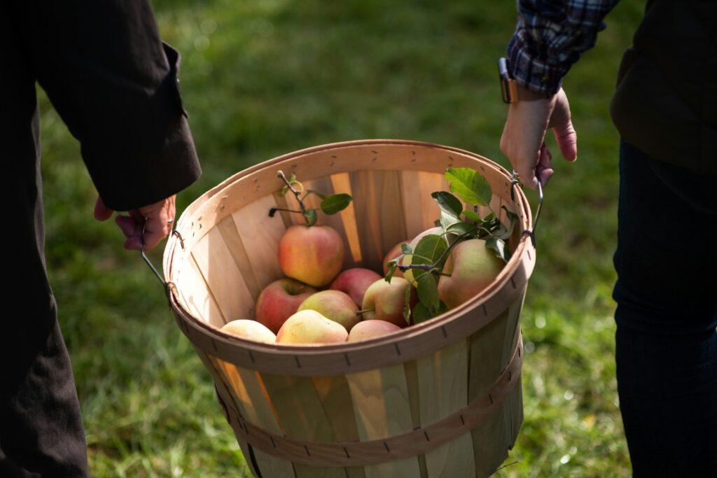 Apple picking experience at Quebec orchard near Montreal with buckets of freshly harvested apples and autumn trees