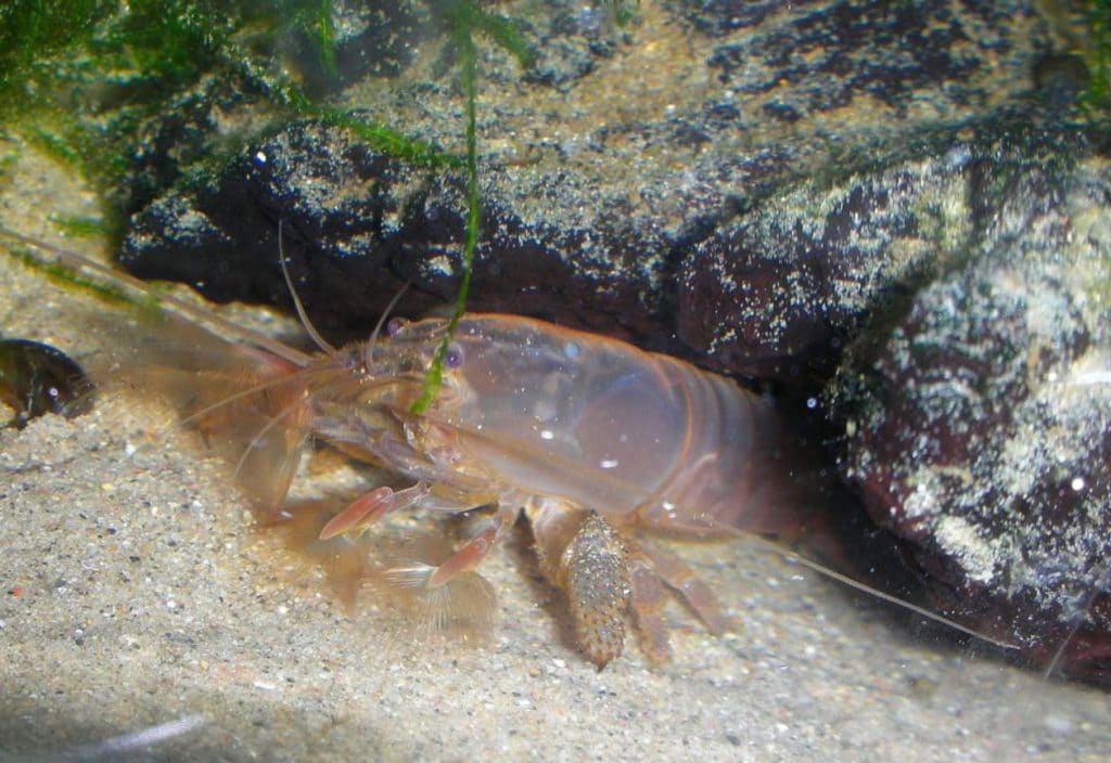 Vampire Shrimp