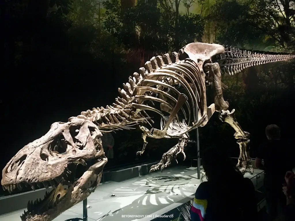 Rich results on Google's SERP when searching for ‘Leiden’, ‘เที่ยวไลเด้น’, ‘ไลเด้น’, ‘เมืองไลเด้น’, สถานที่ท่องเที่ยวในไลเด้น’, ‘Leiden’, ‘พิพิธภัณฑ์ในไลเด้น’, ‘ที่เที่ยวเนเธอร์แลนด์’ and ‘เที่ยวเนเธอร์แลนด์’