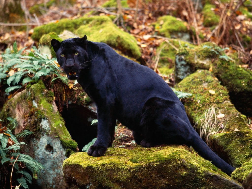 new-cryptozoology