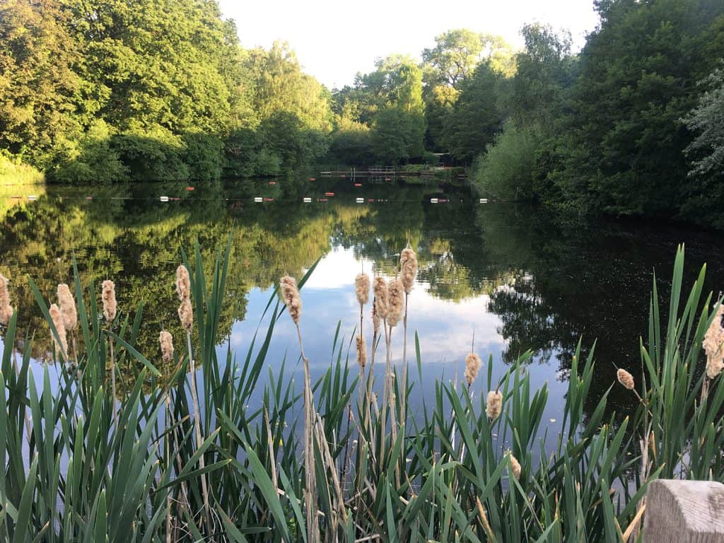 Hampestead Heath mixed ponds