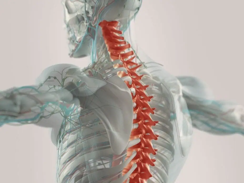 View inside the human body from behind, red spine